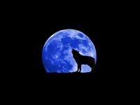 gray wolf
